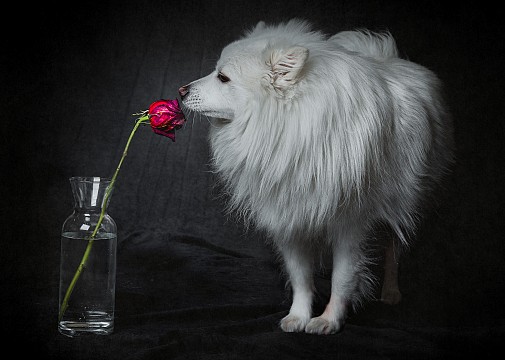 Етюд с куче и роза