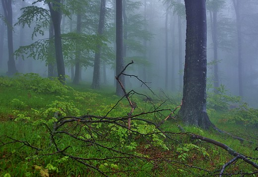 мъглива сутрин в гората