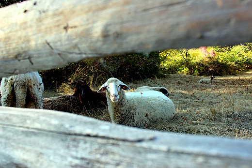 Curious sheep