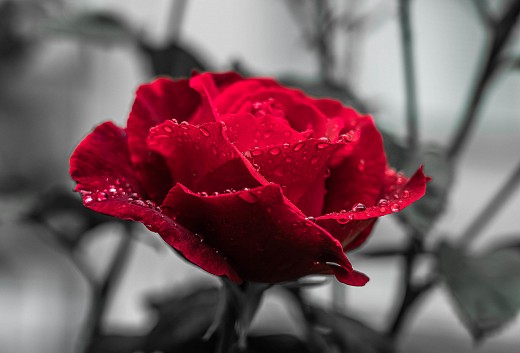 Червена Роза