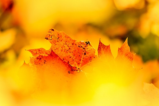 Есен в жълто