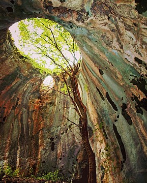 Пещерата с дървото.