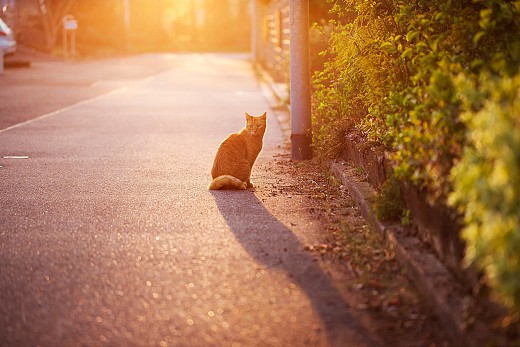 Самотна котка на пътя