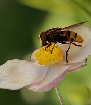 Spanish bee