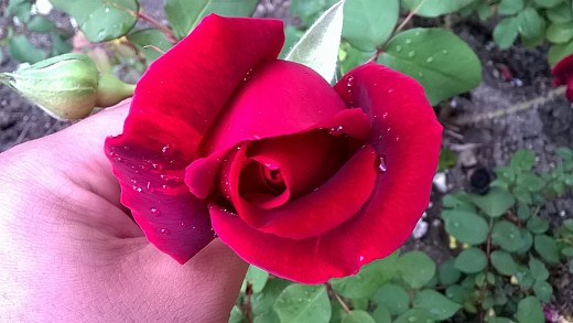 Една българска роза.