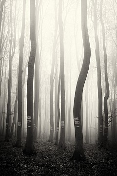 В мъгливата гора