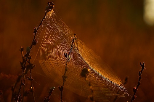 a cobweb early morning