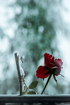 Зимна роза