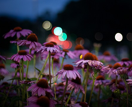 Flowers Dance