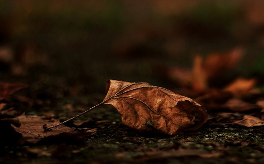 a brown leaf