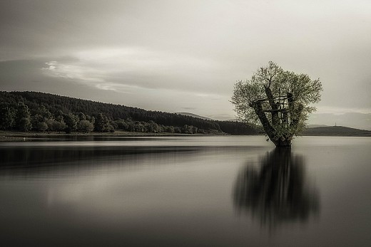 Потопеното Дърво