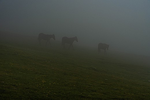 Коне в мъглата на 2м от връх Ботев 