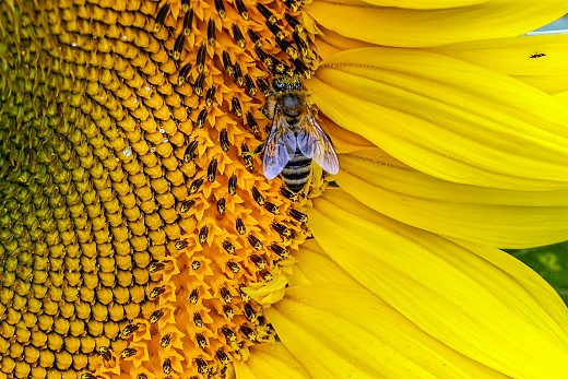Слънчоглед и пчела