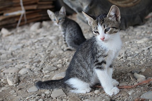 Cat on the street