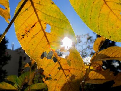 Nikon Coolpix P700, 1/532 sec., f/7.1, ISO 100, есенни листа и слънце