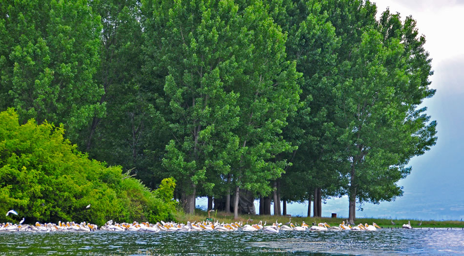 езерото Керкини Гърция пеликани