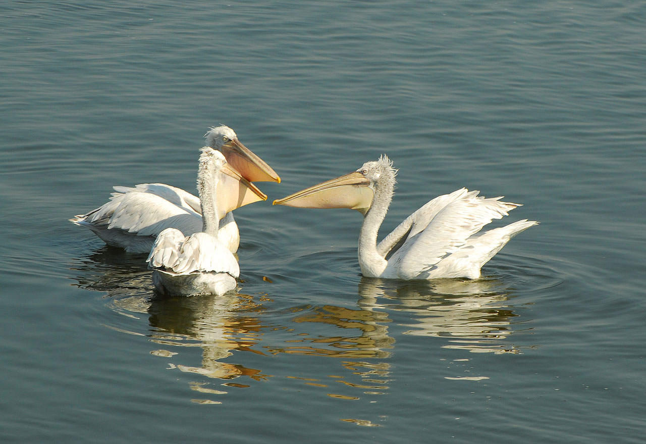 езерото Керкини Гърция пеликани