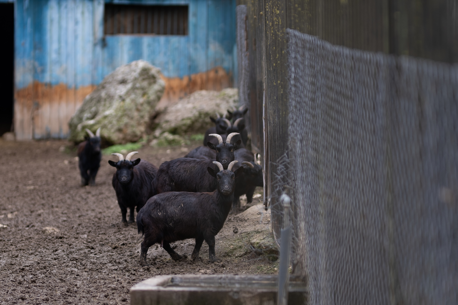 Black Cameroon goat