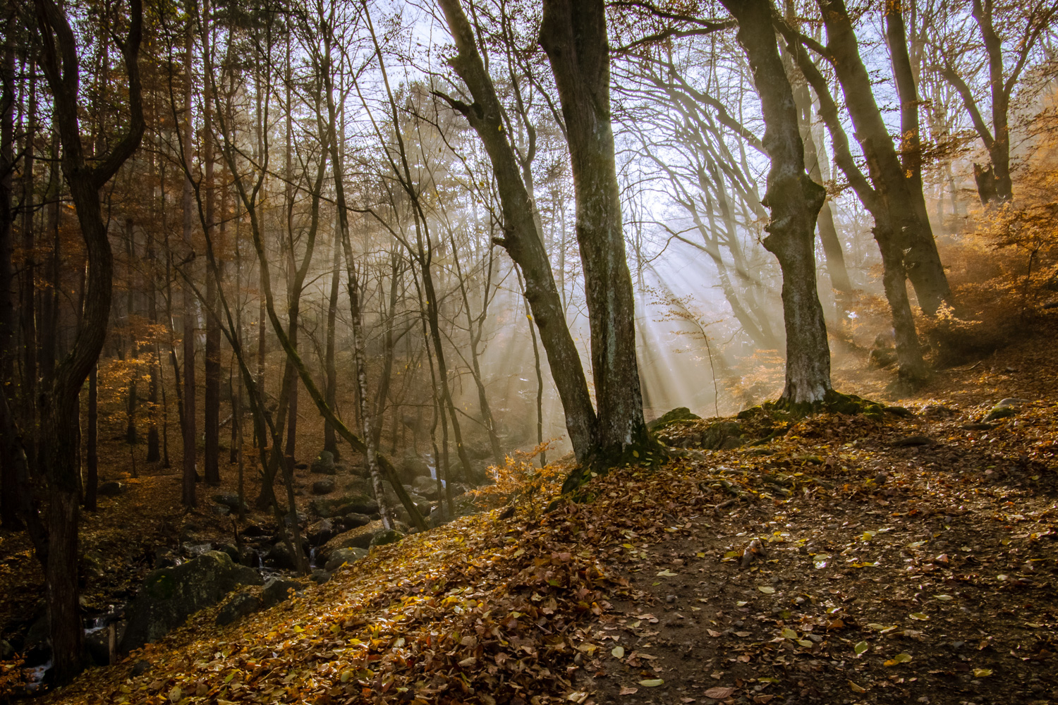 Forest Dragalevtsi