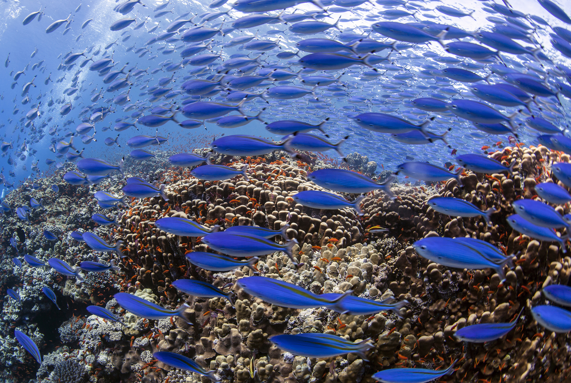 Биологическое использование воды. Биоресурсы мирового океана. Потребление биоресурсов мирового океана. Богатства мирового океана. Морские ресурсы.