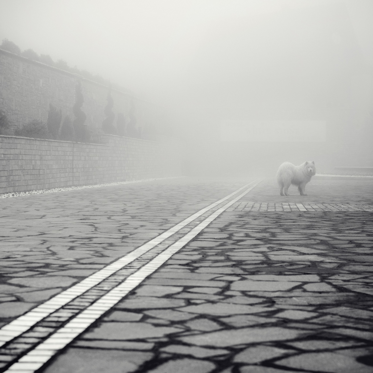 The white dog in the fog 