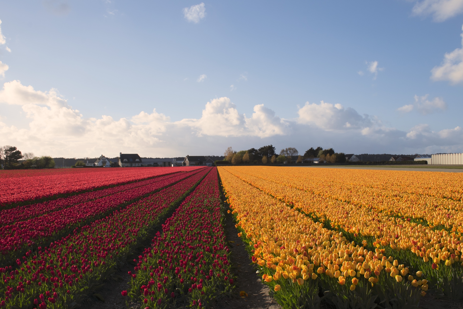 Flower Strip