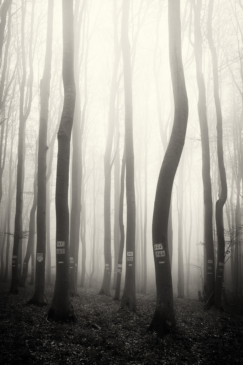 В мъгливата гора