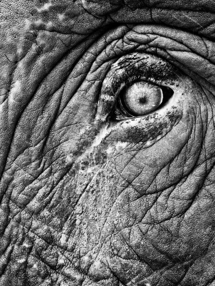 В окото на слона