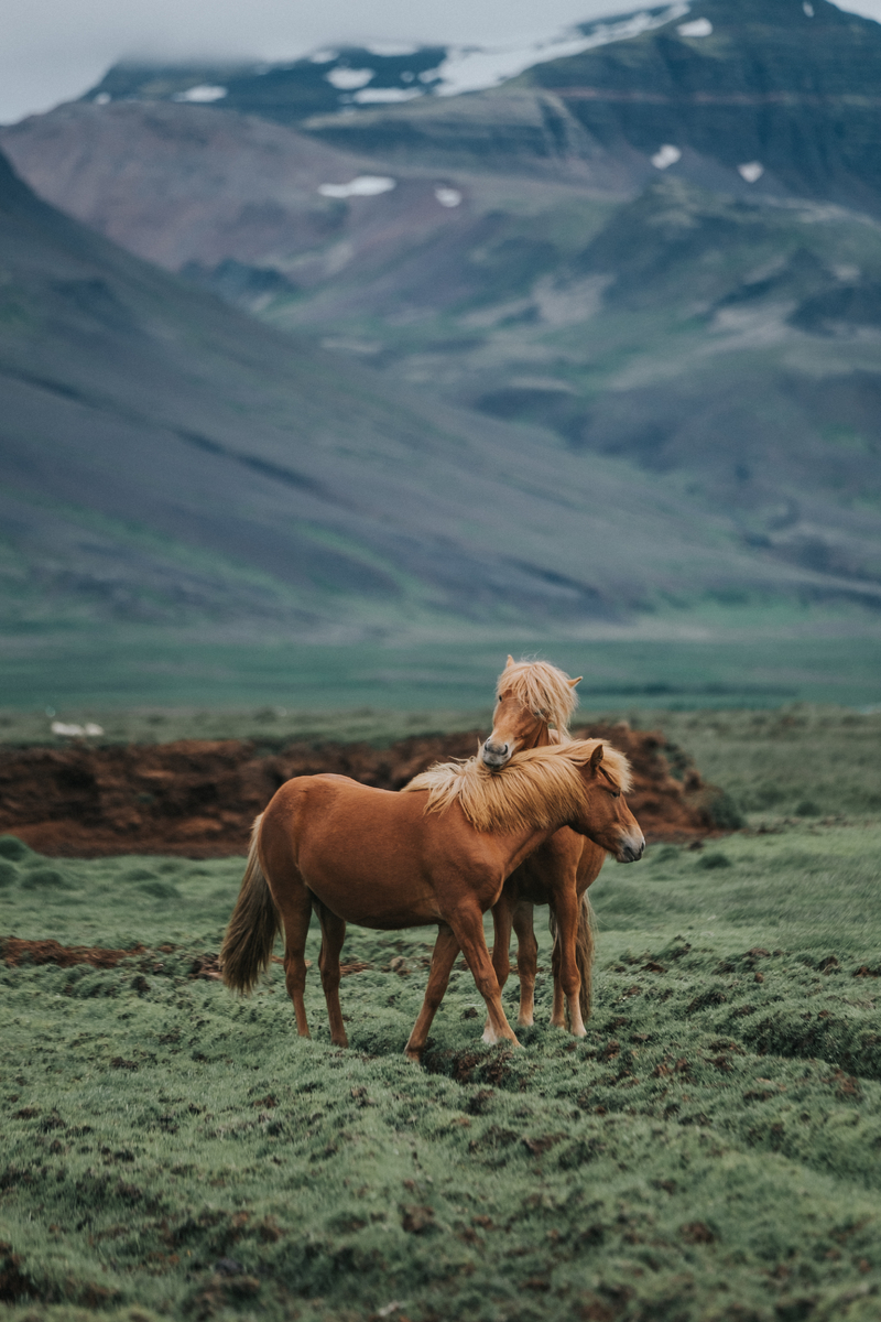 Исландски коне