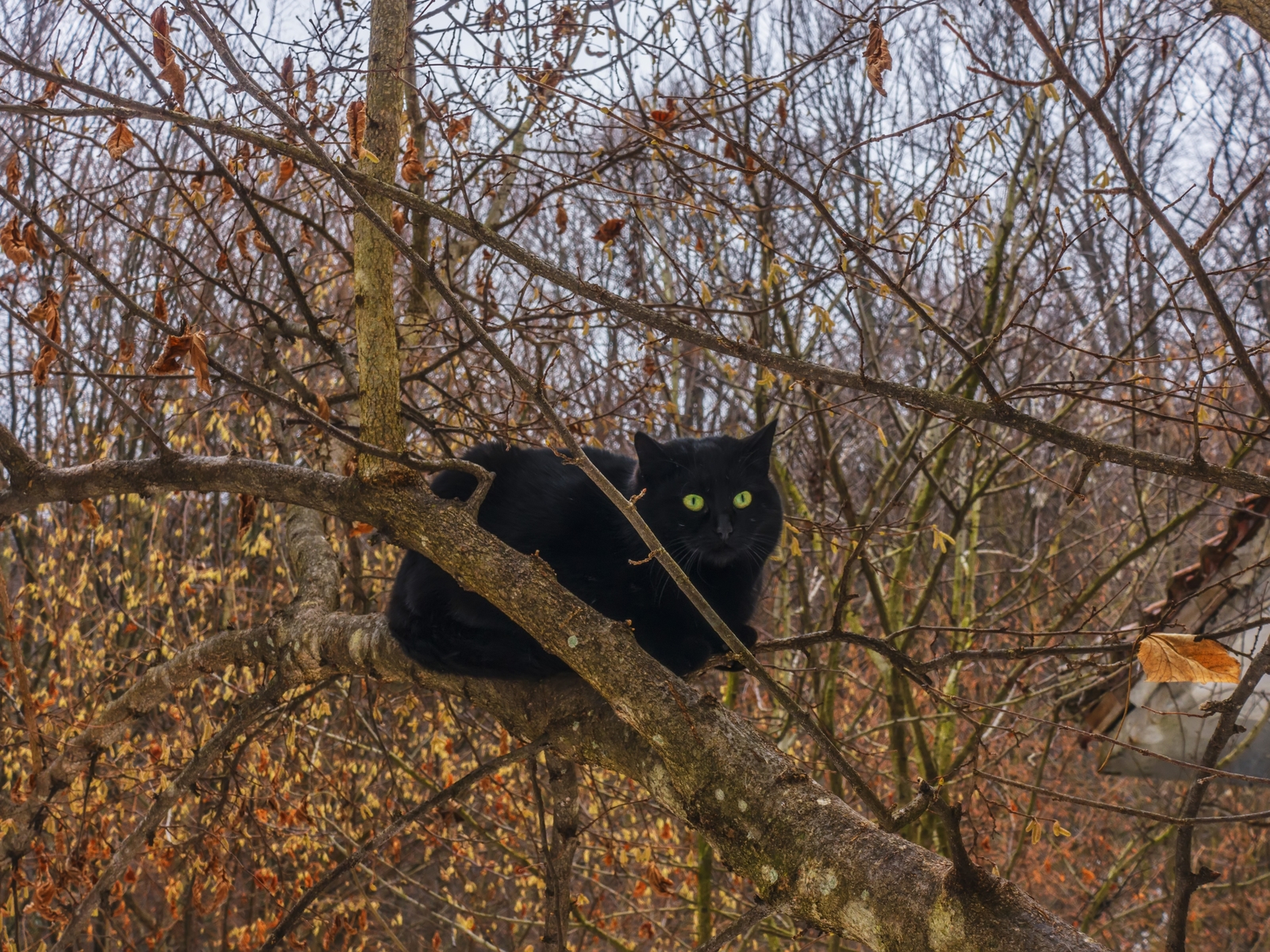 Черна котка 